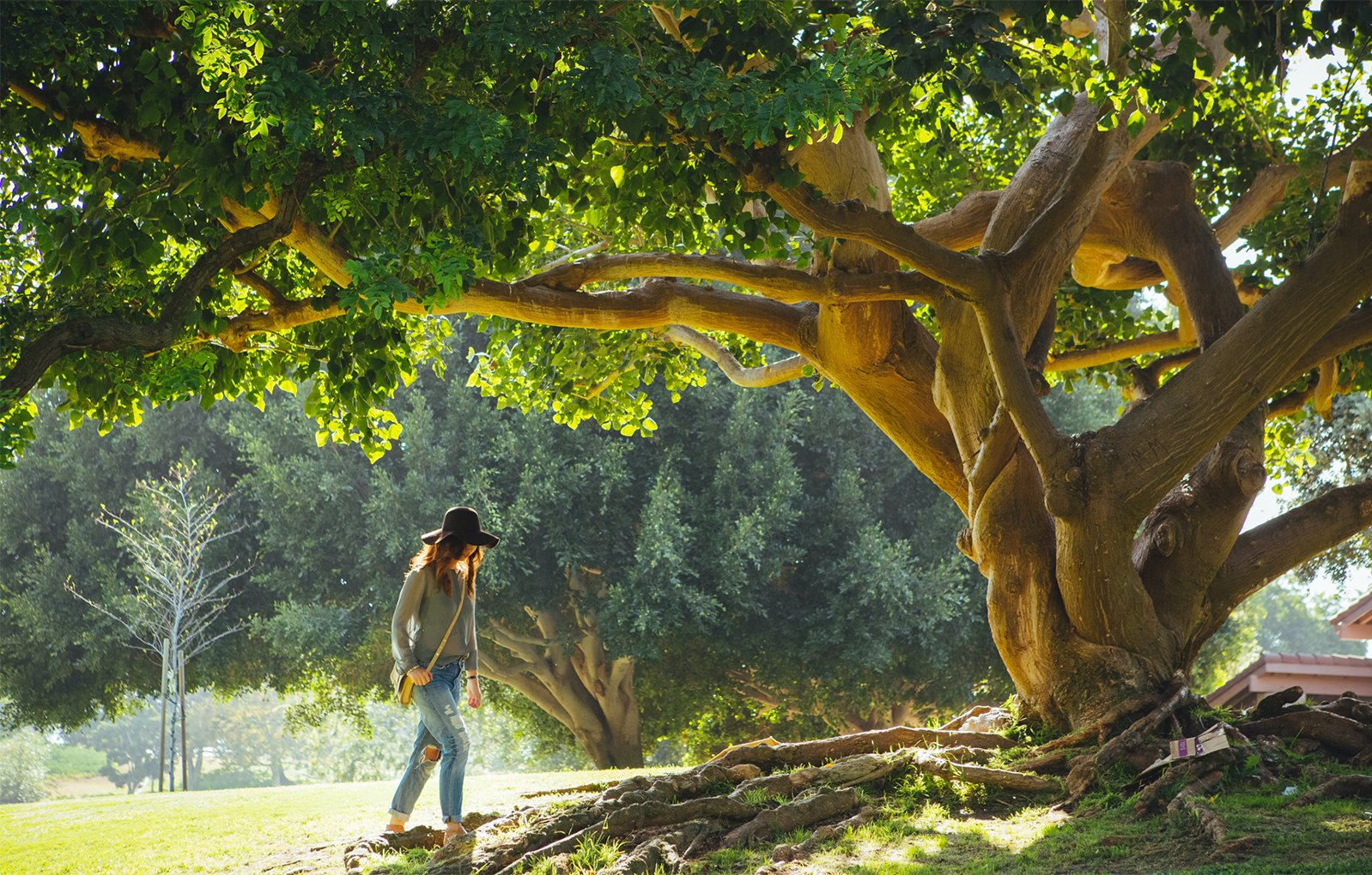 Woman walking under large tree
